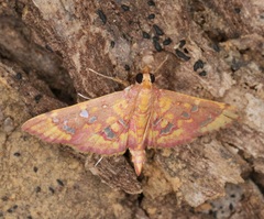 Ischnurges gratiosalis