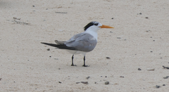 Thalasseus bengalensis