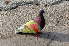 Columba livia domestica