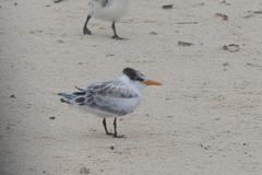 Thalasseus bengalensis