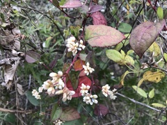 Persicaria chinensis
