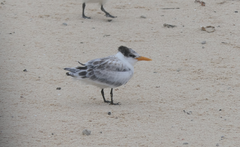 Thalasseus bengalensis