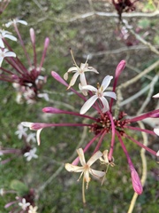 Clerodendrum quadriloculare
