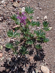 Lupinus arizonicus