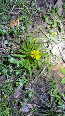 Helenium amarum