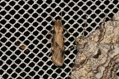 Graphosia stenopepla