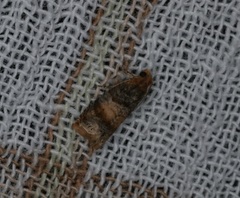 Lepteucosma fuscicaput