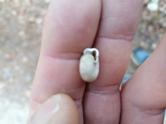 Helicodonta obvoluta