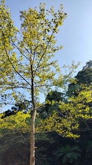 Liquidambar formosana