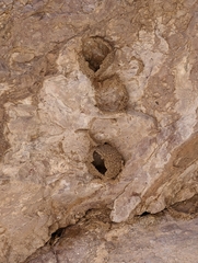 Petrochelidon pyrrhonota