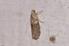 Calguia defiguralis