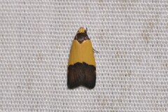 Heteroteucha kershawi