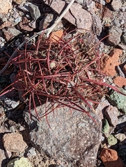 Ferocactus cylindraceus