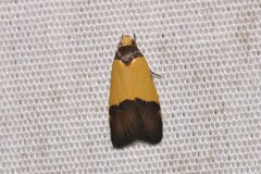 Heteroteucha kershawi