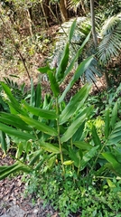 Hedychium coronarium