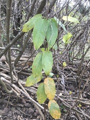 Paederia foetida