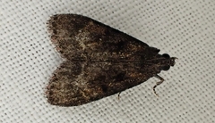 Stericta carbonalis
