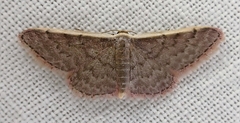 Idaea inversata