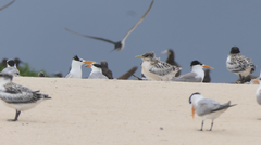 Thalasseus bengalensis