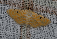 Notarcha aurolinealis