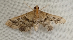 Nacoleia rhoeoalis