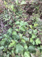 Rubus parvifolius