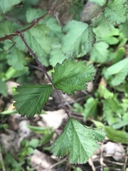 Rubus parvifolius