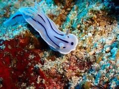 Chromodoris willani
