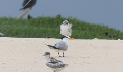 Thalasseus bengalensis