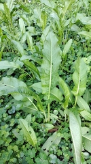 Rumex japonicus