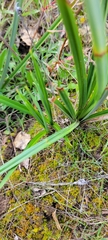 Carex barbarae