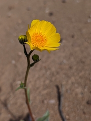 Geraea canescens