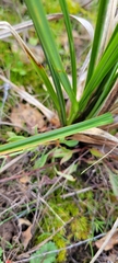 Carex barbarae