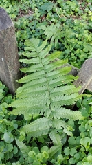 Diplazium esculentum