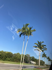 Ptychosperma elegans