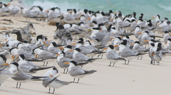 Thalasseus bengalensis