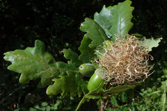 Andricus caputmedusae