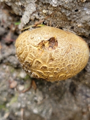 Scleroderma flavidum