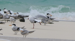 Chroicocephalus novaehollandiae