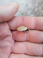 Aegopis gemonensis