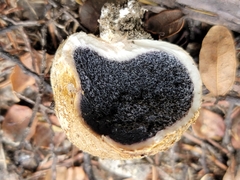 Scleroderma flavidum