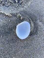 Macoma