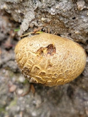 Scleroderma flavidum