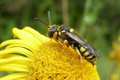 Nomada flavopicta