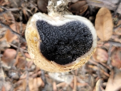 Scleroderma flavidum