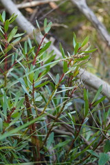 Tasmannia lanceolata