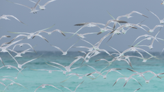 Thalasseus bengalensis