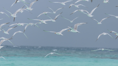 Thalasseus bengalensis