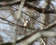 Poecile palustris