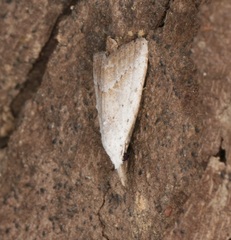 Meganola brunellus